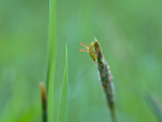 Beautiful the short winged conehead in the meadows