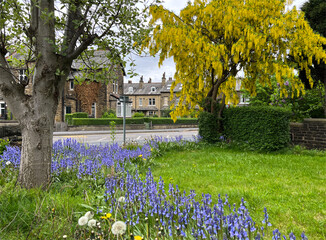 Suburban garden with bluebells, close to Victorian stone houses, and a main road in, Bradford, Yorkshire, UK