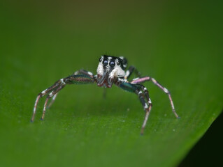 Close up jumping spider on the leaf