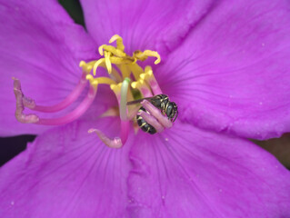 small carpenter bees sucking wild flower nectar