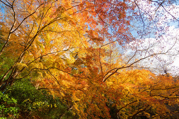 大阪府河内長野市延命寺の紅葉