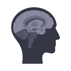 Pineal gland anatomy