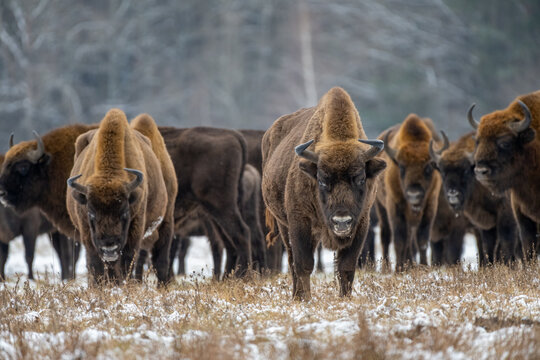 Herd of bison standing in Winter landscape, Biaowiea Forest, Poland