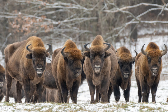 Herd of bison standing in Winter landscape, Biaowiea Forest, Poland