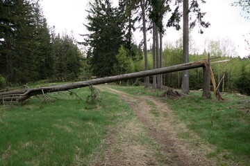 forest natural landscape of northern bohemia