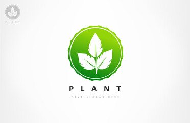 The plant logo. Leaves vector design.