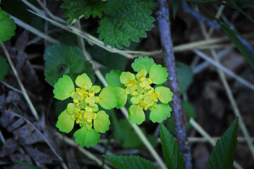 Cute green sunny spring flower chrysosplenium alternifolium blooms in the wild forest in spring on ground with dry leaves and sticks
