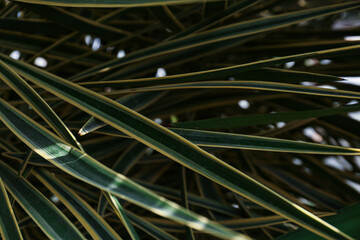 Abstract image of the strap-like leaves of a large tropical plant.