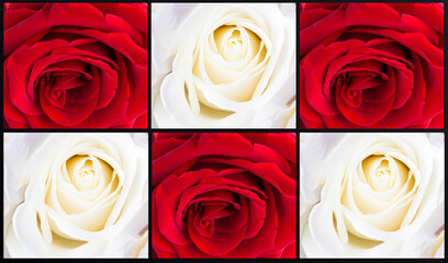 Rose flowers collage. Close-up on red and white roses. Summer background.