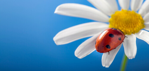 ladybird on camomile flower