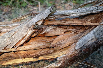 Open trunk of the broken tree with detailed view inside texture in the crack