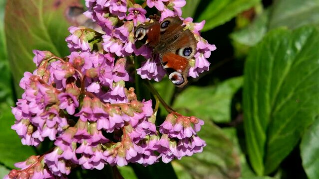 A butterfly sits on a Bergenia flower on a sunny spring day.