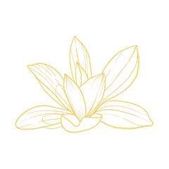 lily flower isolated on white