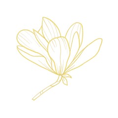 Obraz premium Gold line Illustration of magnolia flower