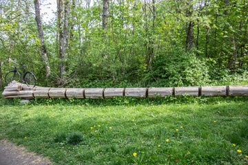 long tree in the Wood