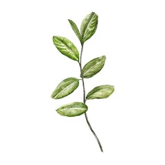 Fototapeta premium young plant isolated on white background
