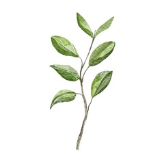 green leaf isolated on white background