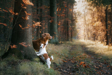 two dog in the autumn park. Nova Scotia Duck Tolling Retriever and jack russell terrier for a walk...