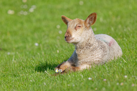Portrait of a lamb lying in a meadow, East Frisia, Lower Saxony, Germany