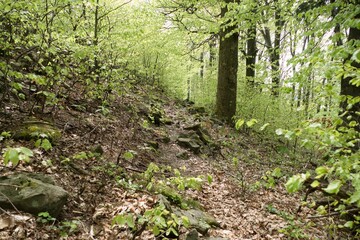 Fototapeta premium forest natural landscape of northern bohemia