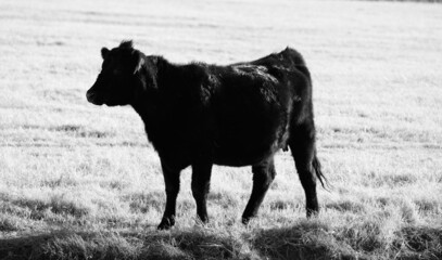 Black angus cow in Texas ranch field for agriculture beef concept.