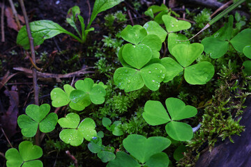 Group of clovers among the forest ground moss and sticks dark wood background