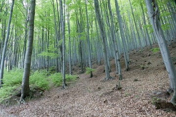 forest natural landscape of northern bohemia