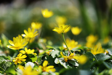 żółte kwiatuszki  w blasku porannego słońca i zieleni.  - obrazy, fototapety, plakaty
