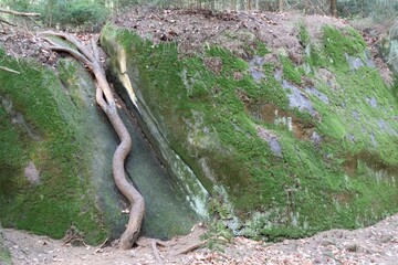 forest natural landscape of northern bohemia