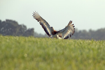 Adult male of Great bustard in the breeding season in a cereal steppe with the first light of the day