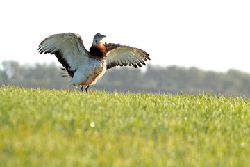 Adult male of Great bustard in the breeding season in a cereal steppe with the first light of the day