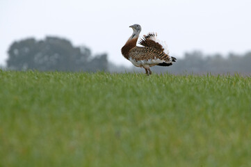 Fototapeta premium Adult male of Great bustard with rutting plumage with the first light of a spring day in a field of cereal