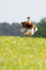 Adult male of Great bustard with rutting plumage with the first light of a spring day in a field of cereal