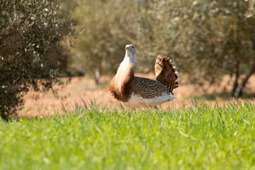 Great bustard male in rutting plumage among cereal fields and olive groves in early spring