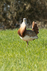 Great bustard male in rutting plumage among cereal fields and olive groves in early spring
