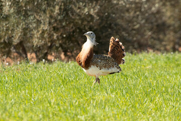 Great bustard male in rutting plumage among cereal fields and olive groves in early spring
