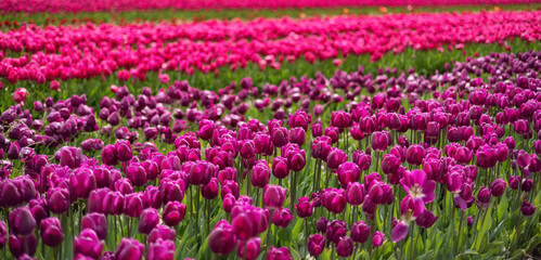 Tulip Flower Field. Close Up Nature Background. Spring Season.