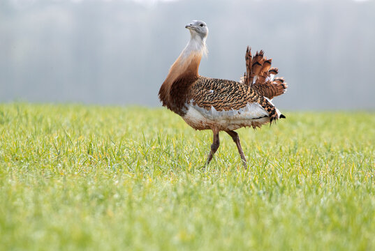Adult male of Great bustard with rutting plumage with the first light of a spring day in a field of cereal
