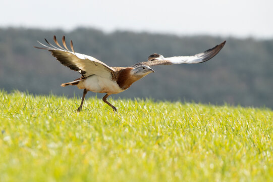 Adult male Great bustard in breeding season taking off from a crop field and olive trees in the early morning