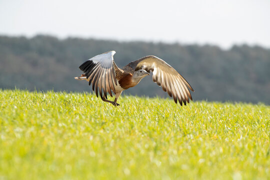 Adult male Great bustard in breeding season taking off from a crop field and olive trees in the early morning