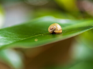 小さいカタツムリ

