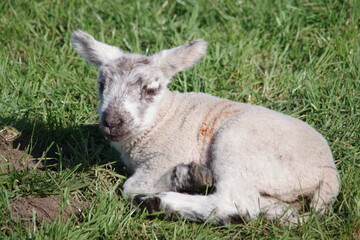 New Born Lamb