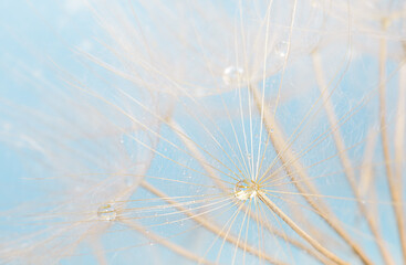 Dandelion with water drops over light blue background