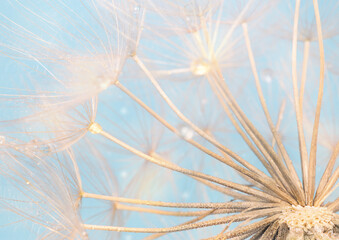 Macro Dandelion on a light blue background