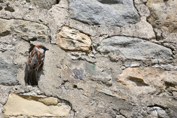 House Sparrow in nesting in a stone wall in springtime, North Yorkshire, England, United Kingdom