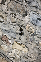 House Sparrow in nesting in a stone wall in springtime, North Yorkshire, England, United Kingdom