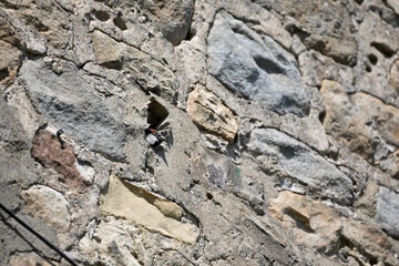 House Sparrow in nesting in a stone wall in springtime, North Yorkshire, England, United Kingdom