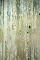 bird dropping windows