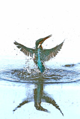 Adult female Common kingfisher emerging from the river after fishing and flying to her favorite vantage point