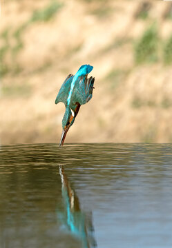 Adult female Common kingfisher fishing in a river in the last light of the afternoon of a winter day